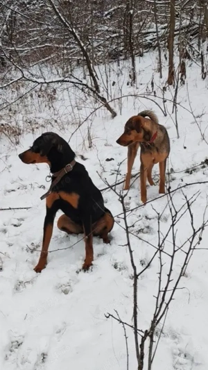 Copoi ardelenesc femelă 