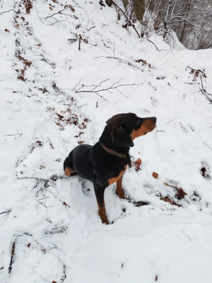 Copoi ardelenesc femelă  - imagine 2