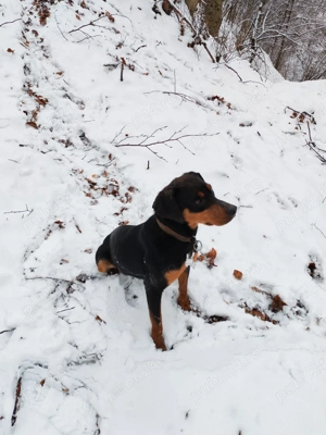 Copoi ardelenesc femelă  - imagine 4