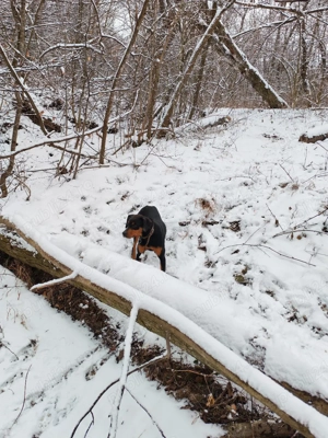 Copoi ardelenesc femelă  - imagine 5