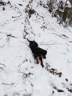 Copoi ardelenesc femelă  - imagine 3