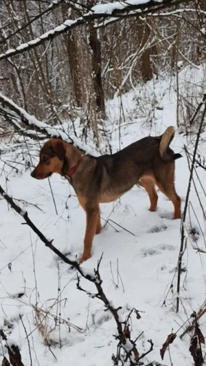 Copoi mix laika siberian  - imagine 2