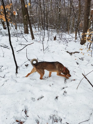 Copoi mix laika siberian  - imagine 4