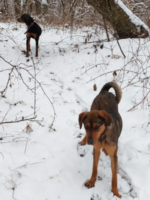 Copoi mix laika siberian  - imagine 3