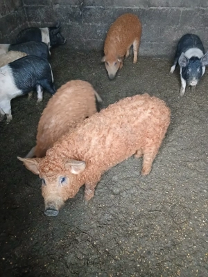 Vind Purcei si mangalita și Bazna 