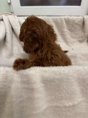 Puddel toy baiat  - imagine 2