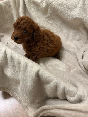 Puddel toy baiat  - imagine 5