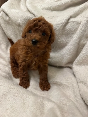 Puddel toy baiat  - imagine 3