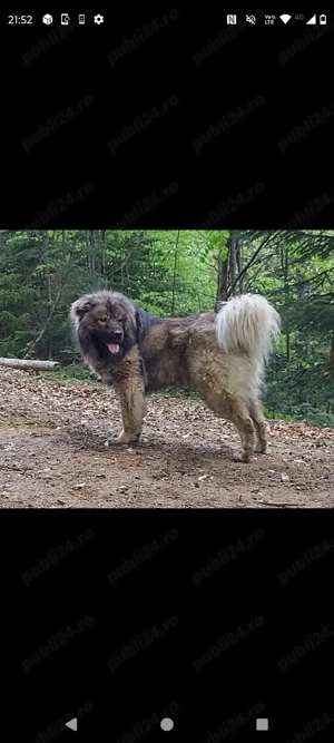 Vând mascul Ciobanesc  - imagine 3