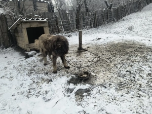 Vând mascul Ciobanesc  - imagine 2