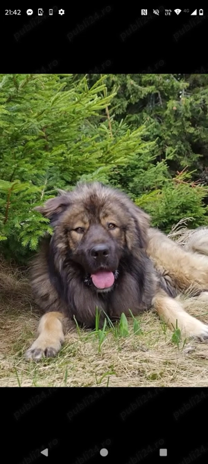 Vând mascul Ciobanesc  - imagine 4