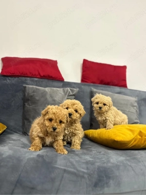 Pui superbi Maltipoo - imagine 2