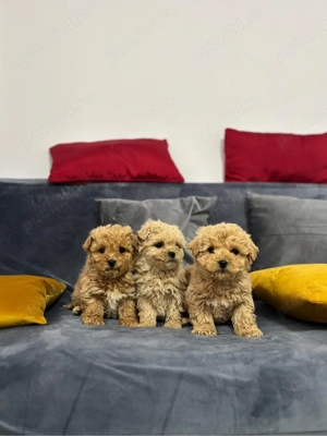 Pui superbi Maltipoo - imagine 4