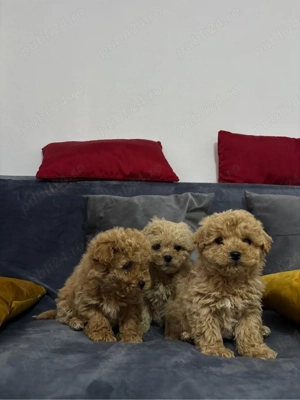 Pui superbi Maltipoo - imagine 5