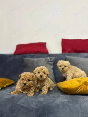 Pui superbi Maltipoo - imagine 3