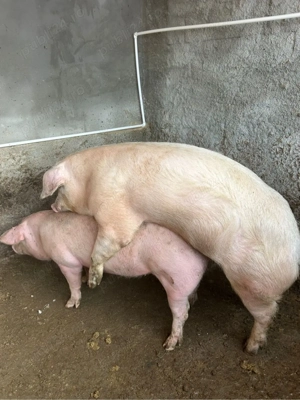 Vand vier Landras - imagine 3