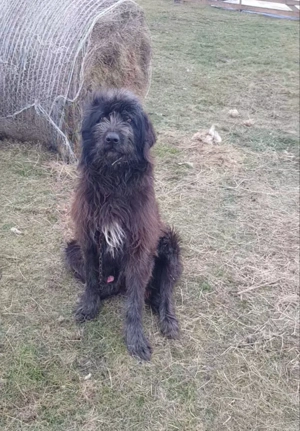 Vand cane ciobanesc corb