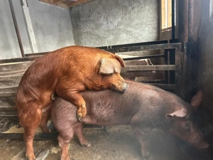 Vand vier duroc rasa pură - imagine 2