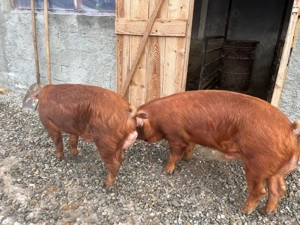 Vand vier duroc rasa pură