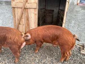 Vand vier duroc rasa pură - imagine 4