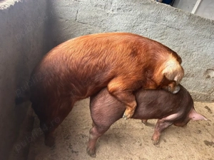 Vand vier duroc rasa pură - imagine 3