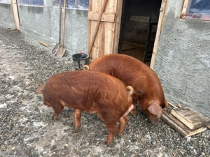 Vand vier duroc rasa pură - imagine 5