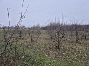 vand casa cu teren 8750mp - imagine 4