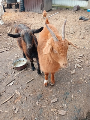 Vând ieduțe tinere