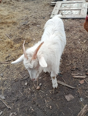 Vând ieduțe tinere - imagine 2