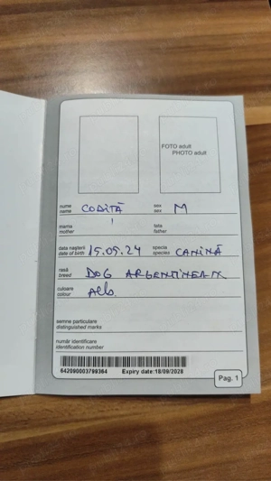 Dog argentinian mascul - imagine 2