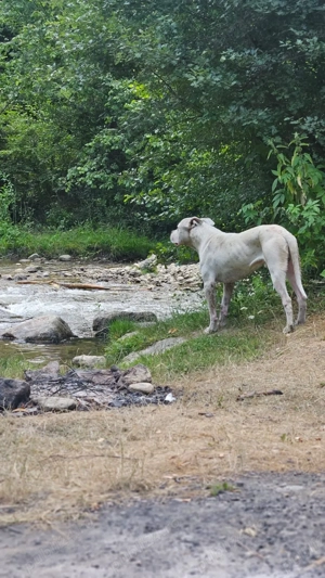 Dog argentinian mascul - imagine 5