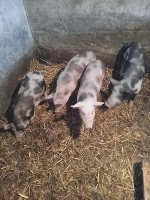 Purcei 2 luni  - imagine 3