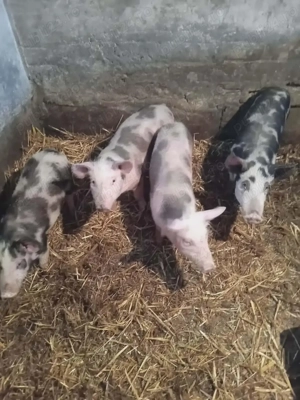 Purcei 2 luni  - imagine 2