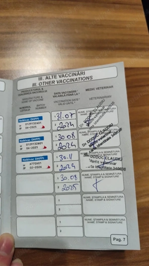 Dog argentinian mascul - imagine 3