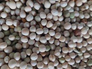 Vand mazare furajera