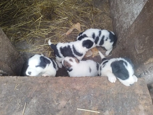 Ciobanesc mioritic cățeluși  - imagine 3