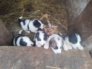 Ciobanesc mioritic cățeluși 