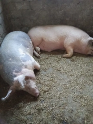 porci de țară  - imagine 4