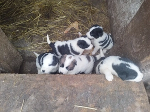 Ciobanesc mioritic cățeluși  - imagine 4