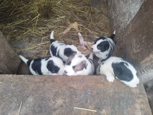 Ciobanesc mioritic cățeluși  - imagine 2