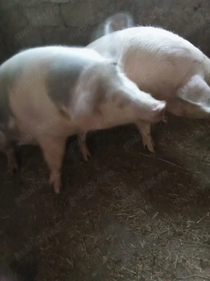 porci de țară  - imagine 2