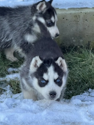 băiețel pui husky  - imagine 2