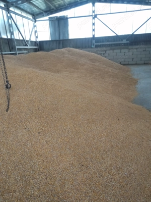 Vând grâu și porumb 