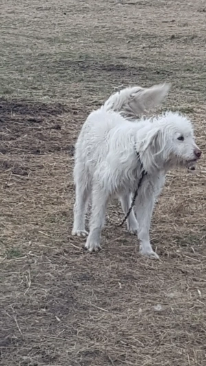 Vand catea ciobaneasca  - imagine 2