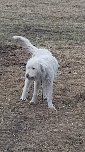 Vand catea ciobaneasca 