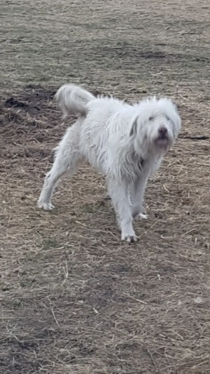 Vand catea ciobaneasca  - imagine 3