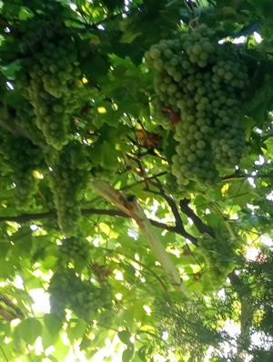 Butași vita de vie hibrid diverse soiuri 