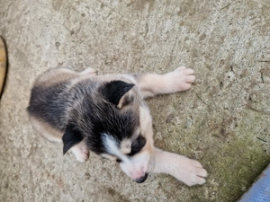 Cățelușă husky - imagine 3