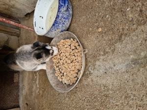 Cățelușă husky - imagine 2