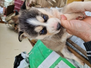 Cățelușă husky - imagine 4